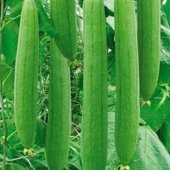 Eko Paket Lif Kabak Tohumu Lif Kabağı Tohumu 25 Tohum+Hediye Toh - 3