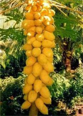 Eko Paket Tropikal İthal Papaya Ağacı Tohumu 15 Tohum+Hediye Tohu - 3