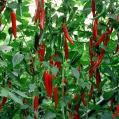 Şili Biberi Tohumu Acı Chili Biber Tohumu 20 Tohum+Saksı+Toprak+H - 3