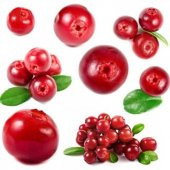 Cranberry Tohumu Yaban Mersini Turna Yemişi Tohumu 5 Tohum+Hediye - 4