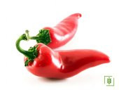 Çok Acı Urfa İsot Biberi Tohumu 15 Tohumu + Saksı + Toprak+Hediye thumbnail 3