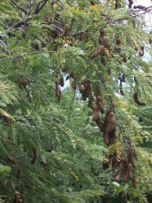 Eko Paket Tropikal Demir Hindi Meyvesi Sweet Tamarind 15 Tohum+He - 3