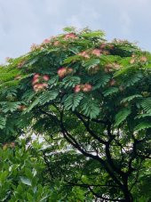 Eko Paket Gülibrişim Ağacı Tohumu Gülibrişim Tohumu 40 Tohum+Hedi thumbnail 3