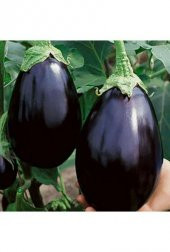 İri Dev Patlıcan Tohumu İthal 10 Tohum + Saksı + Toprak+Hediye To - 2