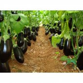 Süper Paket İri Dev Patlıcan Tohumu İthal 115 Tohum+Hediye Tohum thumbnail 3