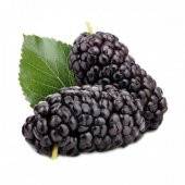 Dev Karadut Tohumu Kara Dut Tohumu+Saksı+Toprak+Hediye Tohum thumbnail 1