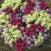 Kraliyet Halısı Tohumu Alyssum Flower Tohumu 5 Tohum+Hediye Tohum thumbnail 2