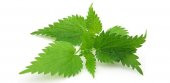 Isırgan otu tohumu 100 Tohum + Saksı + Toprak + Spriz Hediye Tohu - 1