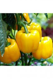 Sarı Tatlı Dolmalık Biber Tohumu 15 Tohum +Saksı+Toprak+Hediye To thumbnail 3