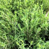 Kekik Tohumu Aromatik Dağ Kekiği tohumu 20 Tohum+Saksı+Toprak+Hed - 2