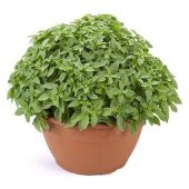 Eko Paket Top Reyhan Çiçeği tohumu Fesleğen Tohumu 80 Tohum+Hediy thumbnail 1