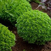 Eko Paket Top Reyhan Çiçeği tohumu Fesleğen Tohumu 80 Tohum+Hediy thumbnail 2