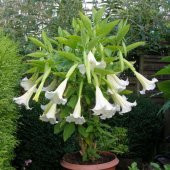 Angel Trumpet Çiçeği Tohumu Melek Borazanı 5 Tohum+Saksı+Toprak+H - 1
