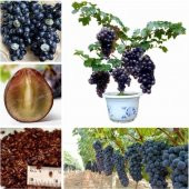 Bodur Siyah Üzüm Bonsai Ağacı Tohumu 5 Tohum+Saksı+Toprak+Hediye - 2