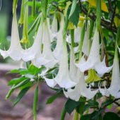 Angel Trumpet Çiçeği Tohumu Melek Borazanı 5 Tohum+Saksı+Toprak+H - 2