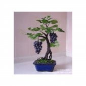 Bodur Siyah Üzüm Bonsai Ağacı Tohumu 5 Tohum+Saksı+Toprak+Hediye - 3