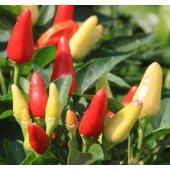 Biberiye Biber Tohumu Fındık Biber 25 Tohum+Saksı+Toprak+Hediye T thumbnail 1