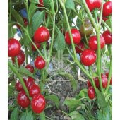 Cherry Tatlı Kiraz Biber Tohumu 10 Tohumu + Saksı + Toprak+Hediye - 2