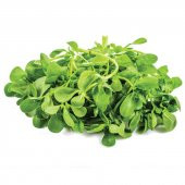 Semiz Otu Tohumu 100 Tohum + Saksı + Toprak+Hediye Tohum thumbnail 3