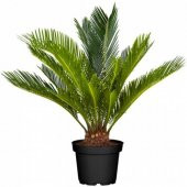 Cycas Ağacı Tohumu Revoluta Süs Ağacı 3 Tohum+ Saksı+Toprak+Hediy - 2