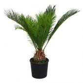Cycas Ağacı Tohumu Revoluta Süs Ağacı 3 Tohum+ Saksı+Toprak+Hediy - 3