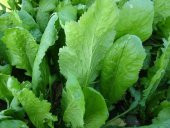 Eko Paket Yerli İri Boy Geniş Yapraklı Tere Tohumu 500 Tohum+Hedi thumbnail 3