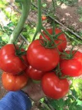 Erkenci İri Domates Tohumu 15 Tohum + Saksı+Toprak+Hediye Tohum thumbnail 2