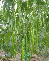 Sarı Tatlı Sivri Çorbacı Biber Tohumu 25 Tohum+Saksı+Toprak+Hediy thumbnail 2