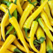 Golden Acı Cayenne Biber Tohumu 20 Tohum + Saksı+ Toprak+Hediye T - 2