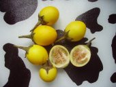 Mini Sarı patlıcan Tohum Thayland Patlıcanı 5 tohum +Hediye Tohum thumbnail 1