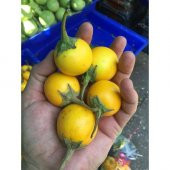 Mini Sarı patlıcan Tohum Thayland Patlıcanı 5 tohum +Hediye Tohum thumbnail 2