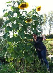 Dev Ayçiçeği Tohum Ayçiçeği Tohumu 5 Tohum+ Saksı +Toprak+Hediye thumbnail 3