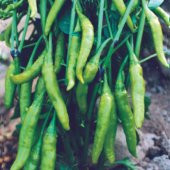 Süs Biberi Yeşil Cin Biber Tohumu 25 Tohum +Saksı+Topra+Hediye To thumbnail 1