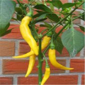 Golden Acı Cayenne Biber Tohumu 20 Tohum + Saksı+ Toprak+Hediye T - 6