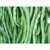 İstanbul Boncuk Ayşe Kadın Fasulye Tohumu 40 Tohum +Hediye Tohum thumbnail 2