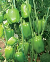 Antep Acı Dolmalık biber Tohumu 15 Tohum +Hediye Tohum thumbnail 3