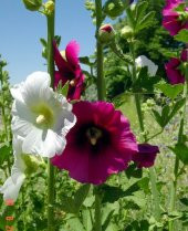 Hatmi Çiçeği Tohumu Hatim Çiçeği Tohumu 10 Tohumu + Hediye Tohum thumbnail 1