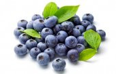 Yaban Mersini Tohumu Blueberry Tohumu 10 Tohum + Saksı + Toprak + - 2