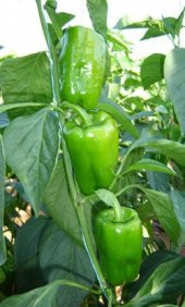 Eko Paket Dolmalık Meşhur Antep Biberi Tohumu 65 Tohum+Hediiye To thumbnail 3