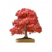 Kırmızı Acer Rubrum Bonsai Ağacı Tohumu Red Maple Tohum+Hediye To thumbnail 3