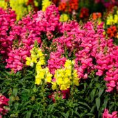 Aslan Ağzı Çiçeği Tohumu 10 Tohum +Saksı +Toprak Hediye Tohum thumbnail 2