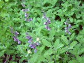 Ada Çayı Tohumu Dağ Çayı Tohumu Çay Tohumu 10 Tohumu+Hediye Tohum - 3