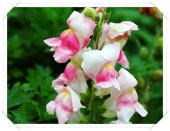 Aslan Ağzı Çiçeği Tohumu 10 Tohum +Saksı +Toprak Hediye Tohum thumbnail 3