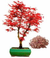 Kırmızı Acer Rubrum Bonsai Ağacı Tohumu Red Maple Tohum+Hediye To thumbnail 5