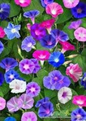 İthal Sarmaşık Gündüz güzeli Çiçeği Tohumu 10 Tohum + Heditye Toh thumbnail 1