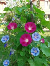 İthal Sarmaşık Gündüz güzeli Çiçeği Tohumu 10 TohumSaksı Toprak thumbnail 2