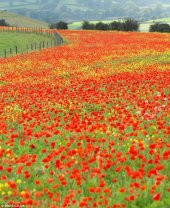 Kırmızı Gelincik Çiçeği Tohumu Çiçek Tohumu 25 Adet Tohum +Hediye thumbnail 3