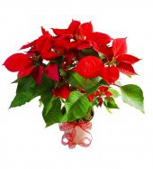 Atatürk Çiçeği Tohumu Ateş Çİçeği Tohumu 10 Tohum +Saksı+Toprak+H - 1