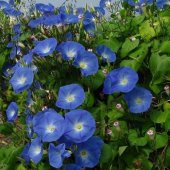 İthal Sarmaşık Gündüz güzeli Çiçeği Tohumu 10 TohumSaksı Toprak thumbnail 3