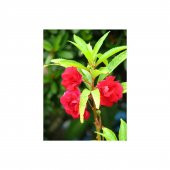 Türbe Çiçeği Tohumu Çiçek Tohumu 10 Tohum +Saksı+Toprak+Hediye To thumbnail 2